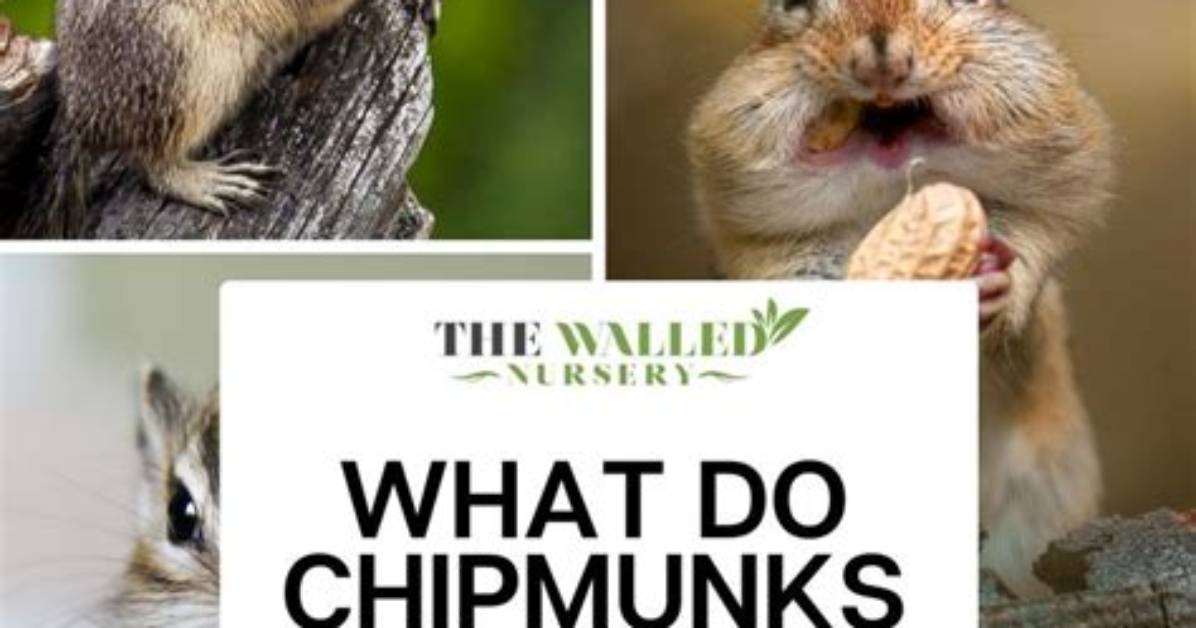 The Comprehensive Guide to Chipmunks' Diet and Eating Habits