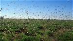 The Impending Cicada Apocalypse: a Swarm of Billions Approaches