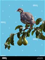 The Partridge in the Pear Tree: a Christmas Carol Classic