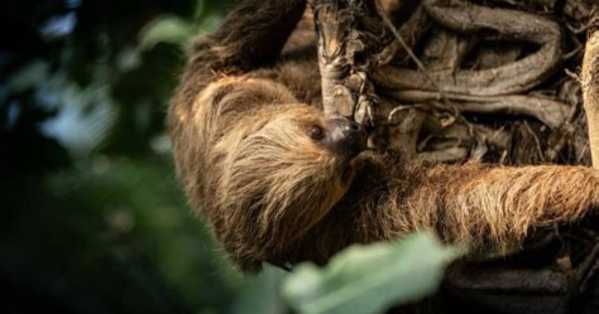 The Surprisingly Slow: Unveiling the World's Slowest Animal