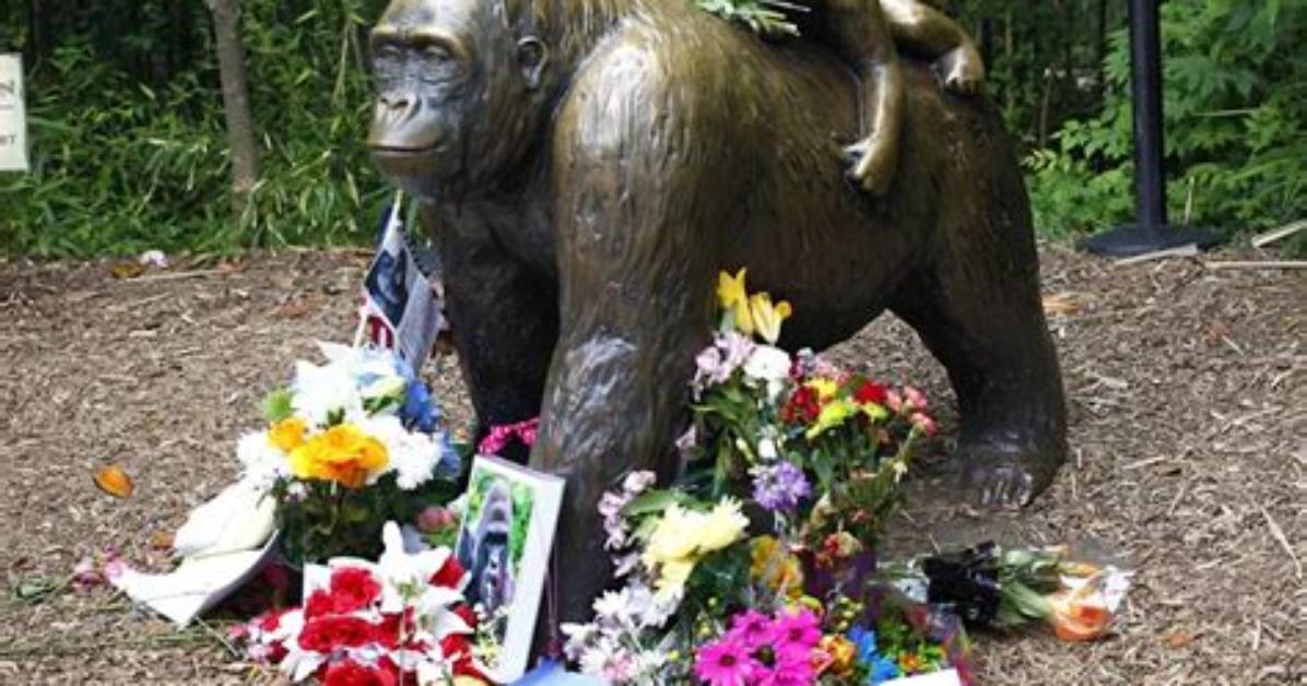The Tragic Story of Harambe: What Really Happened