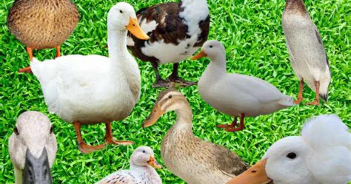 The Ultimate Guide: Did Anyone from Duck Dynasty Pass Away?