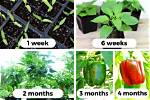 The Ultimate Guide to Finding Your "Chilli Peppers" Girlfriend