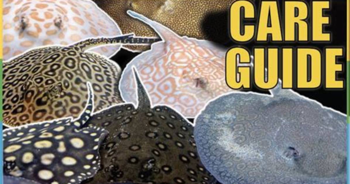 The Ultimate Guide to Pet Stingrays: Care, Feeding, and Safety Tips