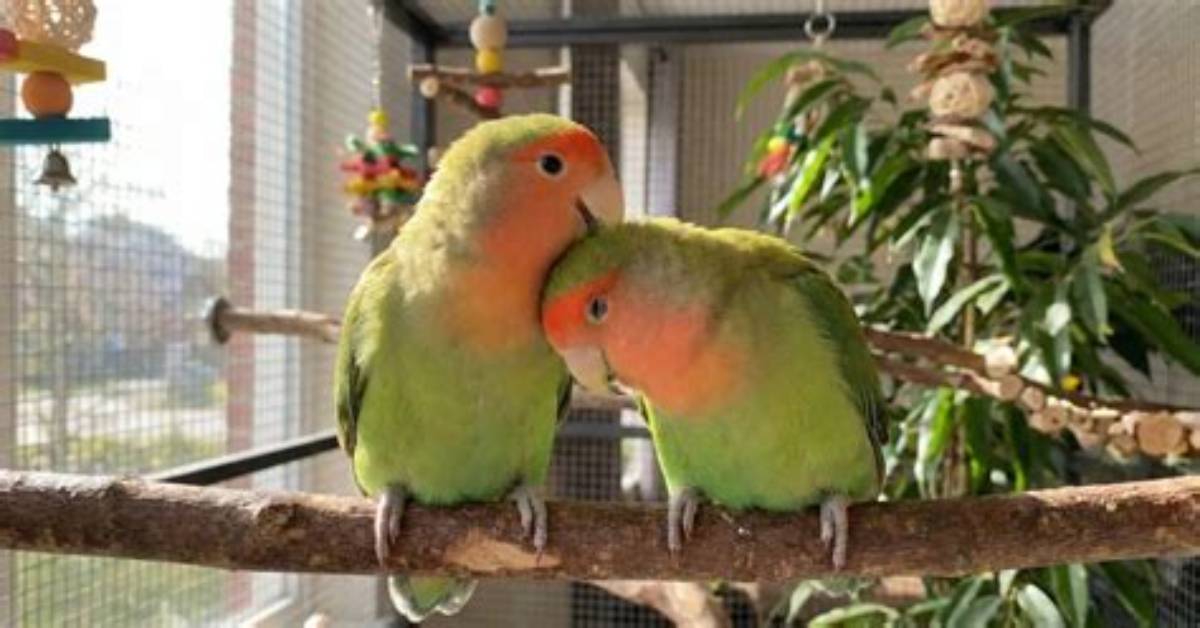 The Ultimate Guide to Streaming "The Lovebirds" on Solarmovie