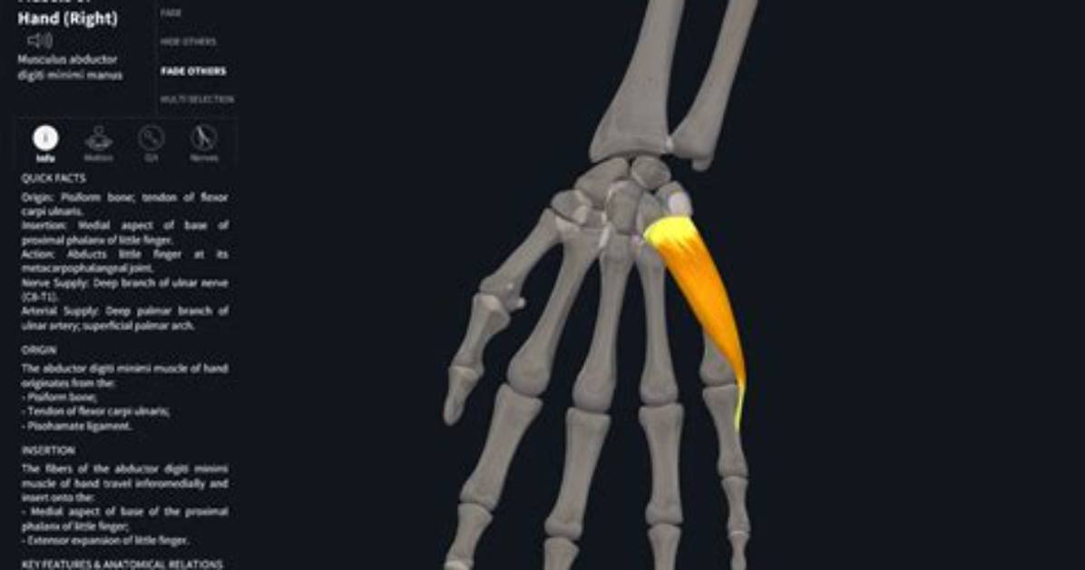 The Ultimate Guide to the Abductor Digiti Minimi Muscle: Function, Anatomy, and More