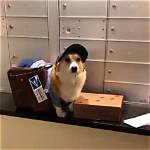 The Ultimate Mailman Dog Guide: Everything You Need to Know