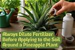 Ultimate Guide to Fertilizing Pineapples: Unlocking Plant Potential