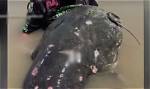 Uncover the Colossal Catfish: Unlocking the Secrets of Giant Freshwater Predators