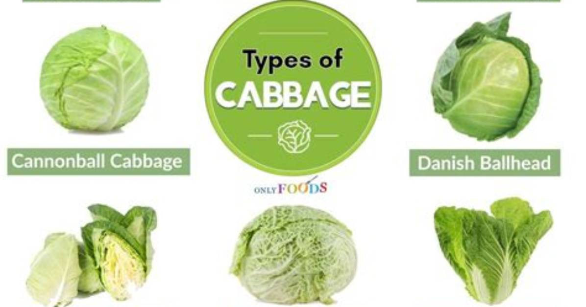 Uncover the Key Differences Between Green Cabbage and Purple Cabbage