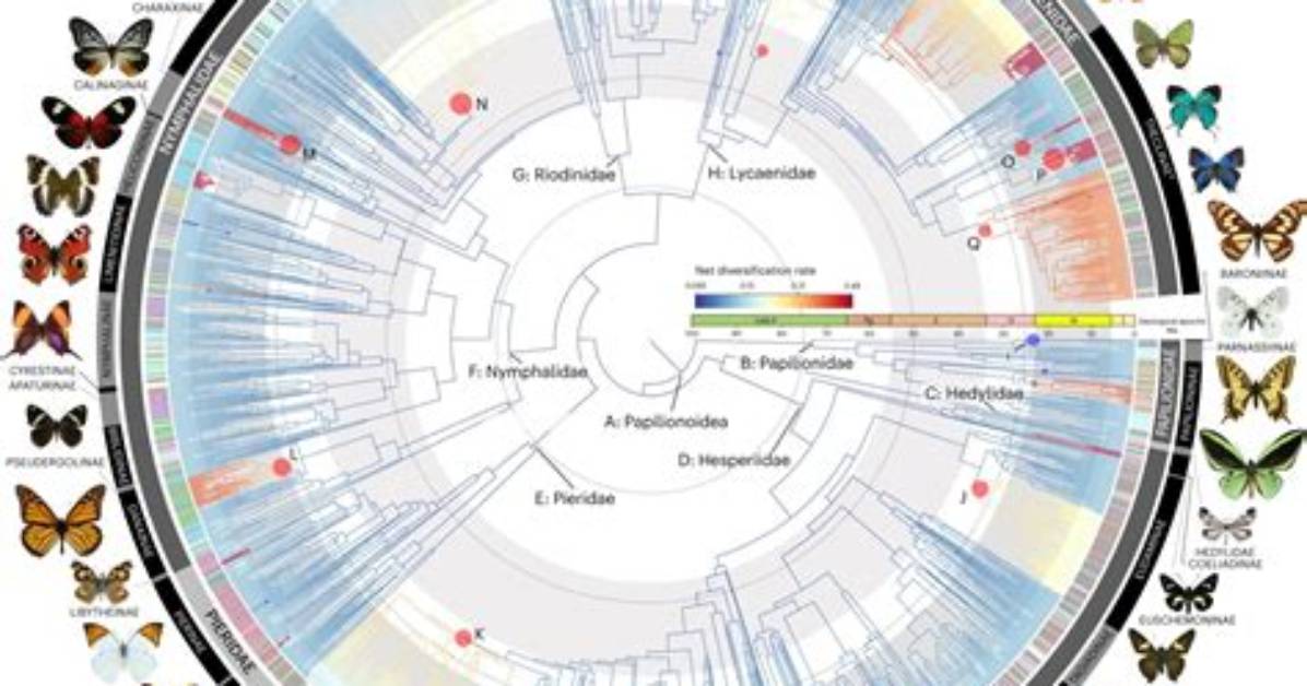 Uncover the Origins of Babytrom: Exploring Its Roots and History