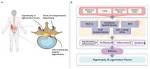 Uncovering the Curious Anatomy of Snot: Measuring Heights