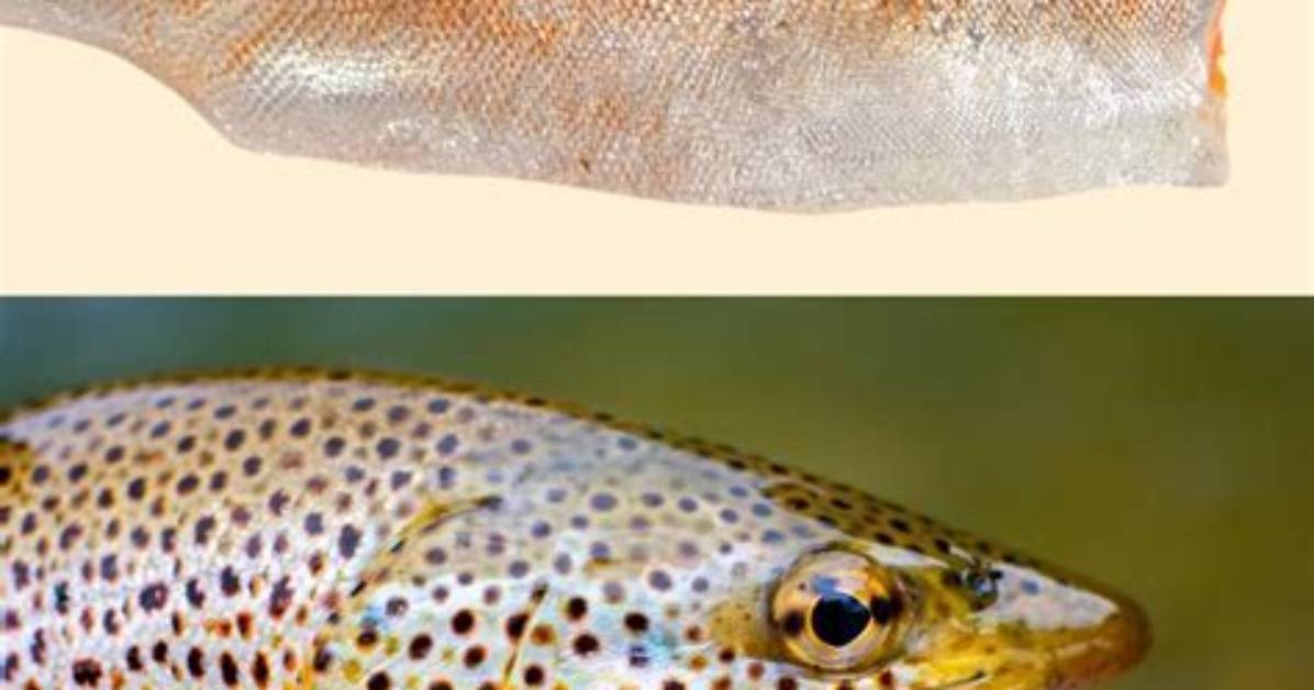 Understanding Trout Age: What Every Angler Should Know