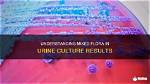 Understanding Urine Culture with Normal Skin Flora: Implications for Treatment