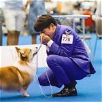 Unleash the Dalbong Corgi's Secrets: Discoveries Await!