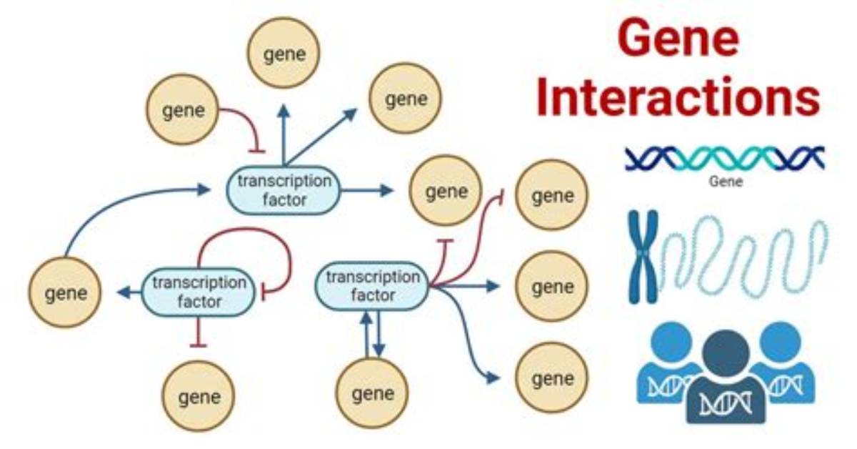 Unlock the Secrets of Gene Interactions: Understanding Epistatic Genes