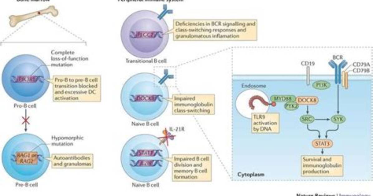 Unlocking the Secrets of Immunology and Infectious Diseases
