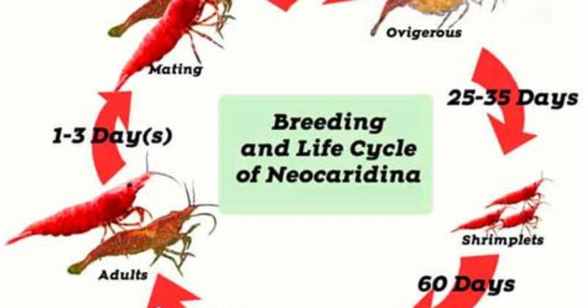 Unraveling the Egg-Carrying Duration of Neocaridina Shrimp
