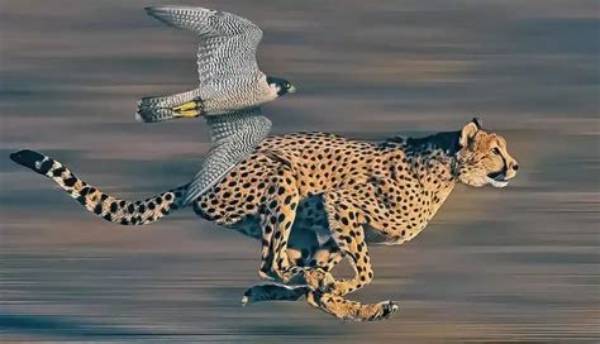 Unraveling the Secrets of the Fastest Animals in the World