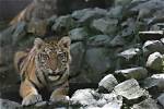 Unveiling the Ancient Secrets of Burmese Tiger Traps and Their Enduring Impact