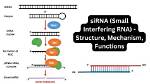 Unveiling the Brilliance of Duane Sirna: Discoveries and Insights