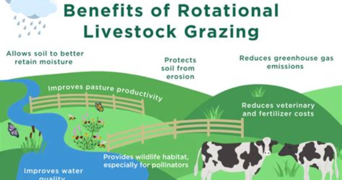 Unveiling the Future of Grazing Lands with Dianne Holechek Today