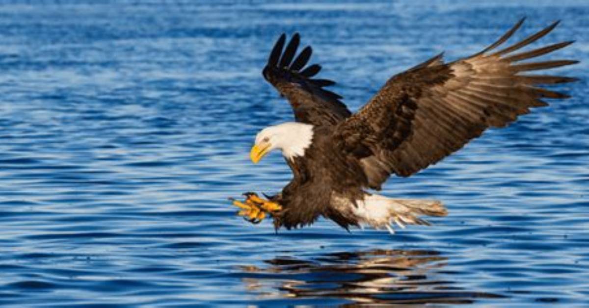 Unveiling the Majestic World of Eagle Characteristics: Discoveries and Insights