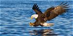 Unveiling the Majestic World of Eagle Characteristics: Discoveries and Insights