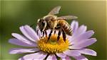 Unveiling the Mystery: the Age of Honey Bxby