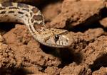 Unveiling the Secrets of Gopher Snake Care: a Journey of Discovery