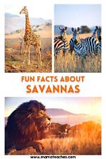 Unveiling the Secrets of Mat and Savanna Shaw's Financial Empire