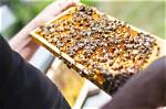 Unveiling the Secrets of Queen Bee 281: a Journey of Discovery