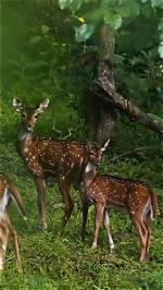 Unveiling the Secrets of Second Week Deer Camp Lyrics