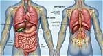 What Organs Are on the Left Side Lower Back?