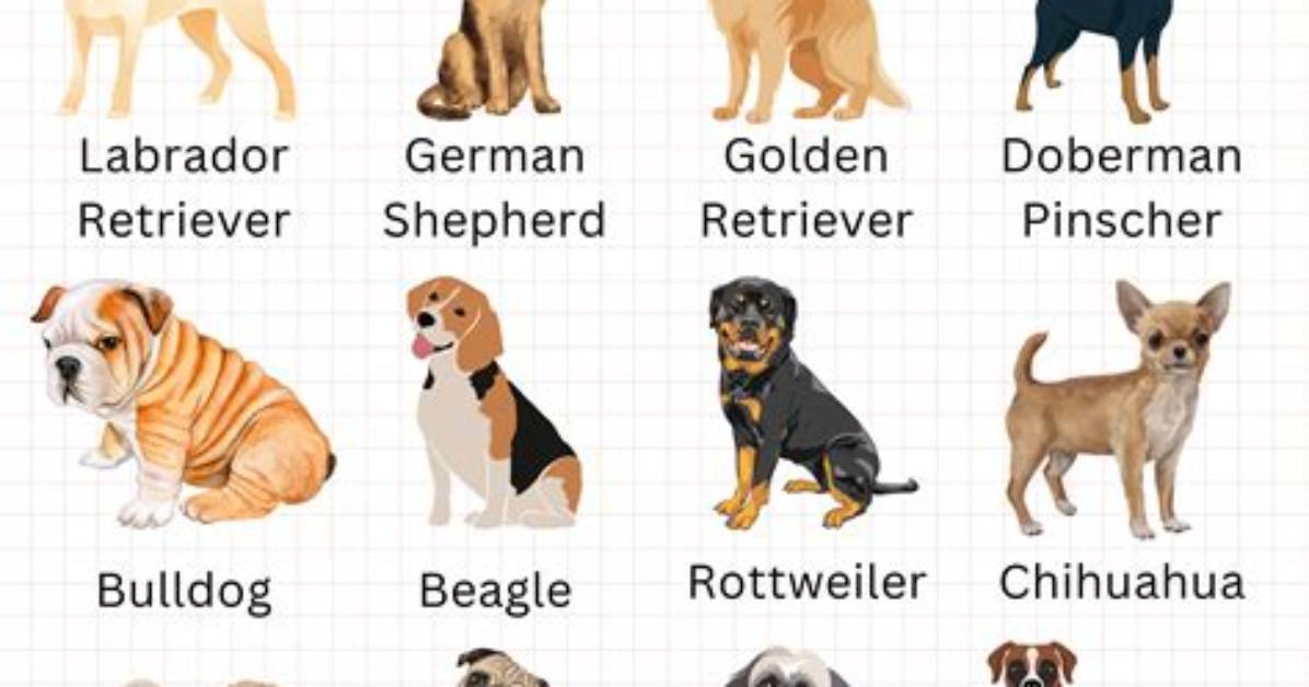 What Type of Dog Is Tank on ‘Fbi: International’?