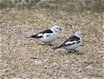When Birds Disagree: a Closer Look at Bird Arguing