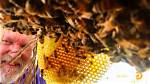 Who Is Bee Czar Wife? Beekeeper Walter Schumacher Behind the Discovery Star Located in Central Texas